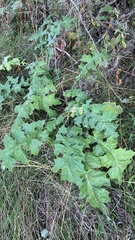 Echinops sphaerocephalus