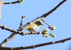 Zosterops palpebrosus