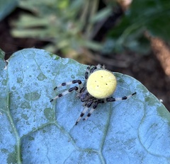 Araneus trifolium