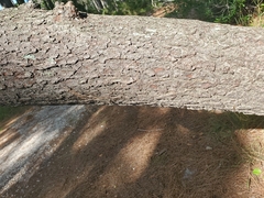 Equus caballus