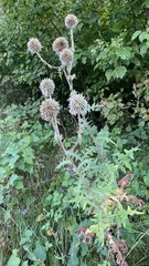 Echinops sphaerocephalus