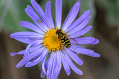 Syrphus opinator