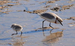 Charadrius pallidus
