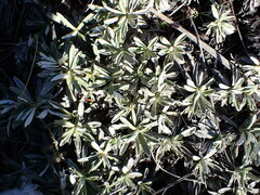 Celmisia angustifolia