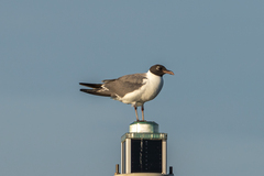 Leucophaeus atricilla