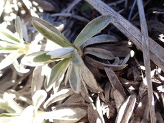 Celmisia angustifolia