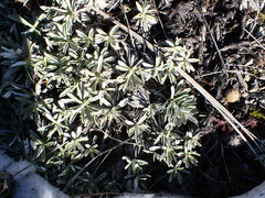 Celmisia angustifolia