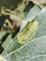 Phyllonorycter comparella