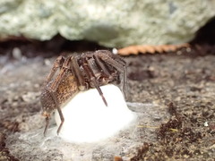 Uliodon