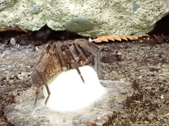 Uliodon