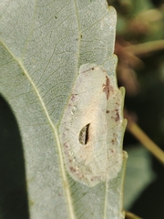 Phyllonorycter comparella