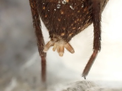 Uliodon