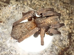 Uliodon