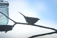 Anthornis melanura melanura