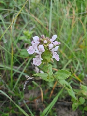 Stachys bolusii