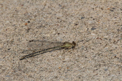 Argia