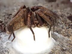 Uliodon