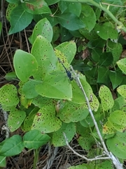 Erythrodiplax berenice