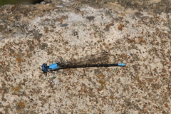 Argia apicalis