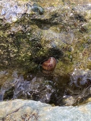 Melanoides tuberculata