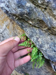Asplenium nesii