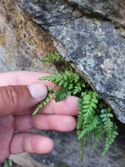 Asplenium nesii
