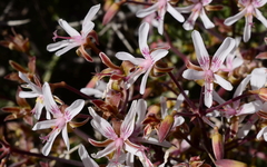 Pelargonium crithmifolium