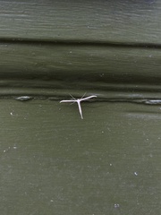 Emmelina monodactyla