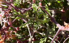 Pelargonium crithmifolium