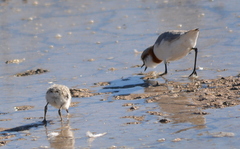 Charadrius pallidus