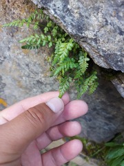 Asplenium nesii