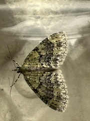 Acasis viretata