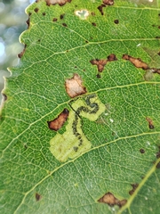 Stigmella trimaculella