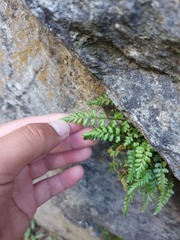 Asplenium nesii