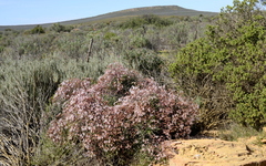 Pelargonium crithmifolium