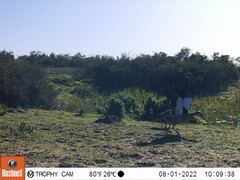 Alopochen aegyptiaca