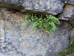 Asplenium nesii
