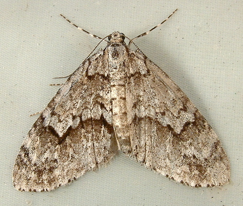 Mottled Gray Carpet