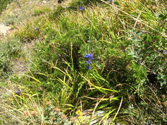 Gentiana tianschanica