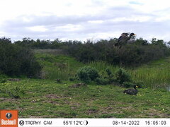 Anas undulata undulata