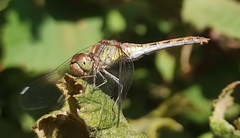 Sympetrum striolatum