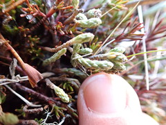 Kelleria dieffenbachii