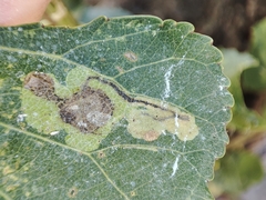 Stigmella trimaculella