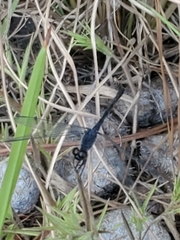 Erythrodiplax berenice