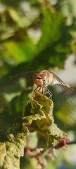 Sympetrum striolatum