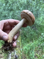 Leccinum holopus