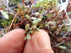 Kelleria dieffenbachii