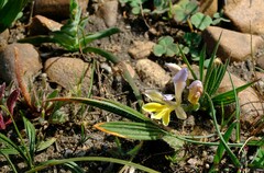 Babiana patula