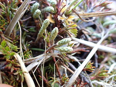 Kelleria dieffenbachii