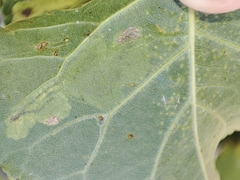 Stigmella trimaculella
